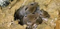 Residential Treatment performed by Middlebury Pest Control in Akron, OH